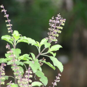 Holy Basil – Ocimum tenuiflorum Sapling