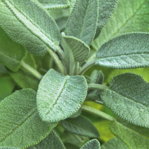 Sage – Salvia Officinalis Sapling