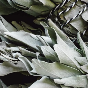 White Sage – Salvia Apiana Sapling