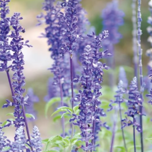 Blue Sage – Salvia Farinacea Sapling
